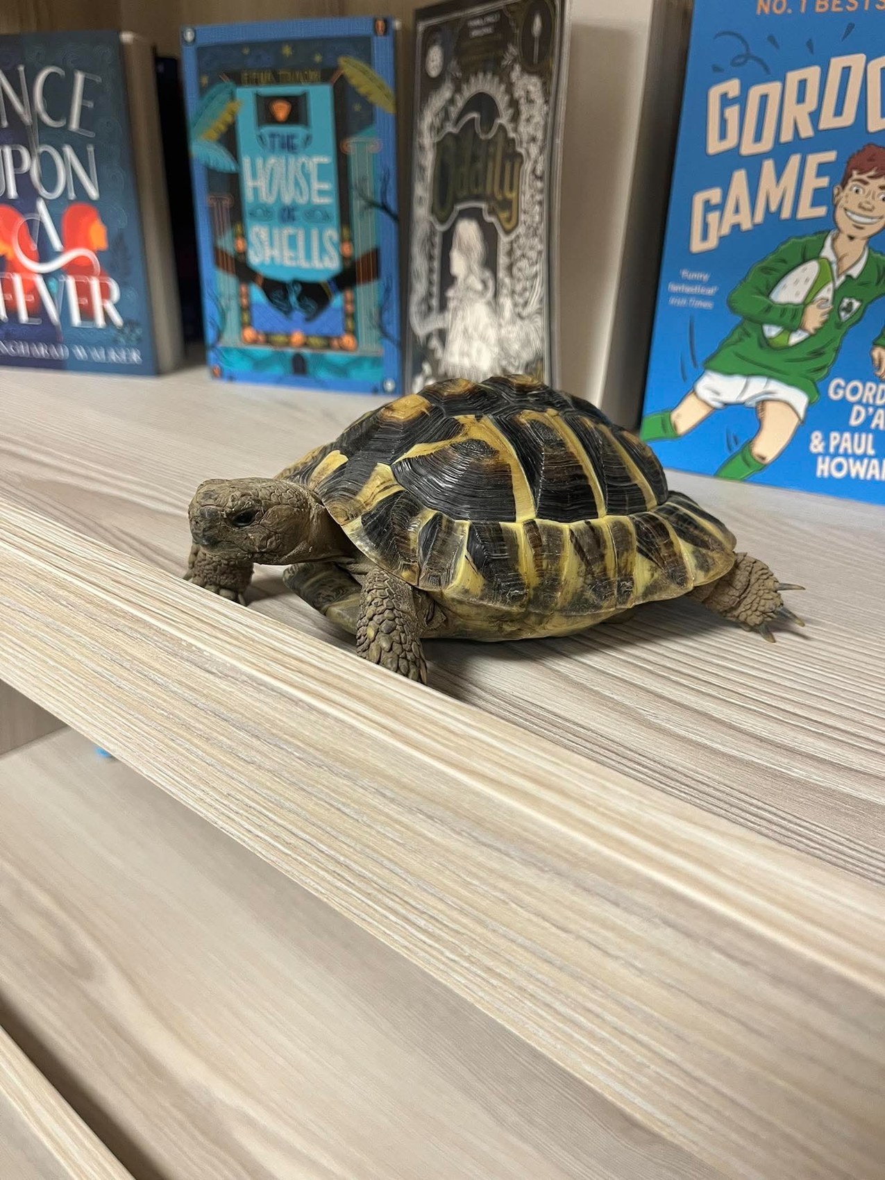 Billie the dwarf Hermann's tortoise