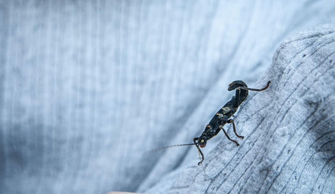 A tiny minibeast perched on a surface