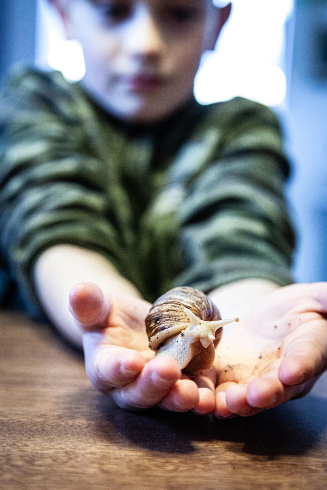 A giant African land snail being shown during a session