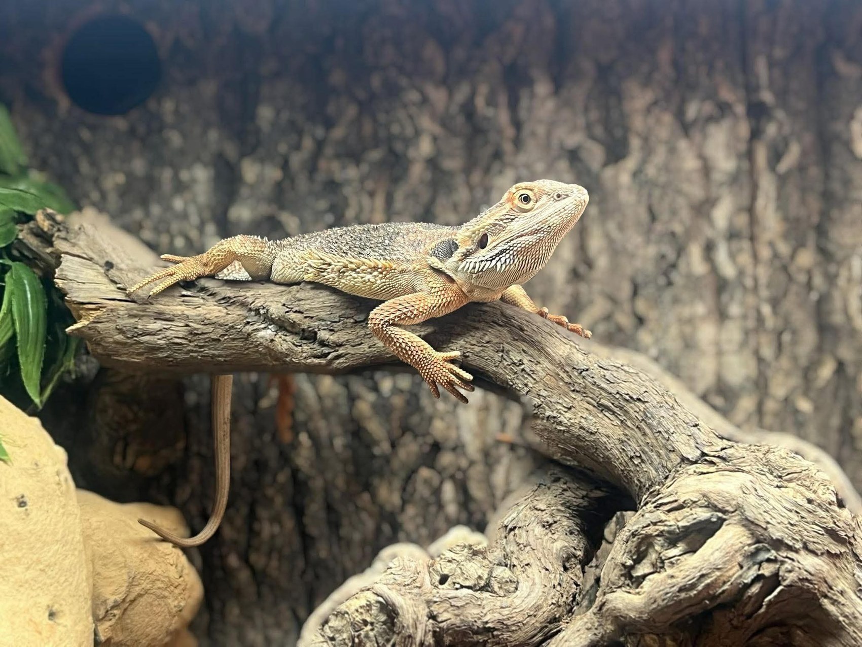 Littlefoot the bearded dragon