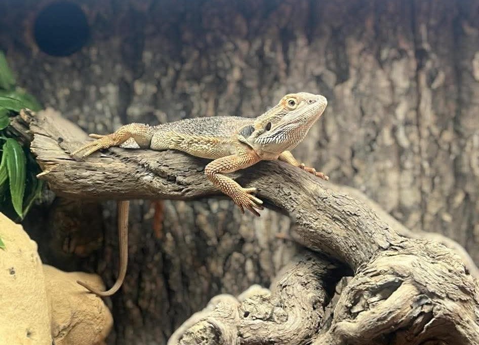A bearded dragon photographed close-up