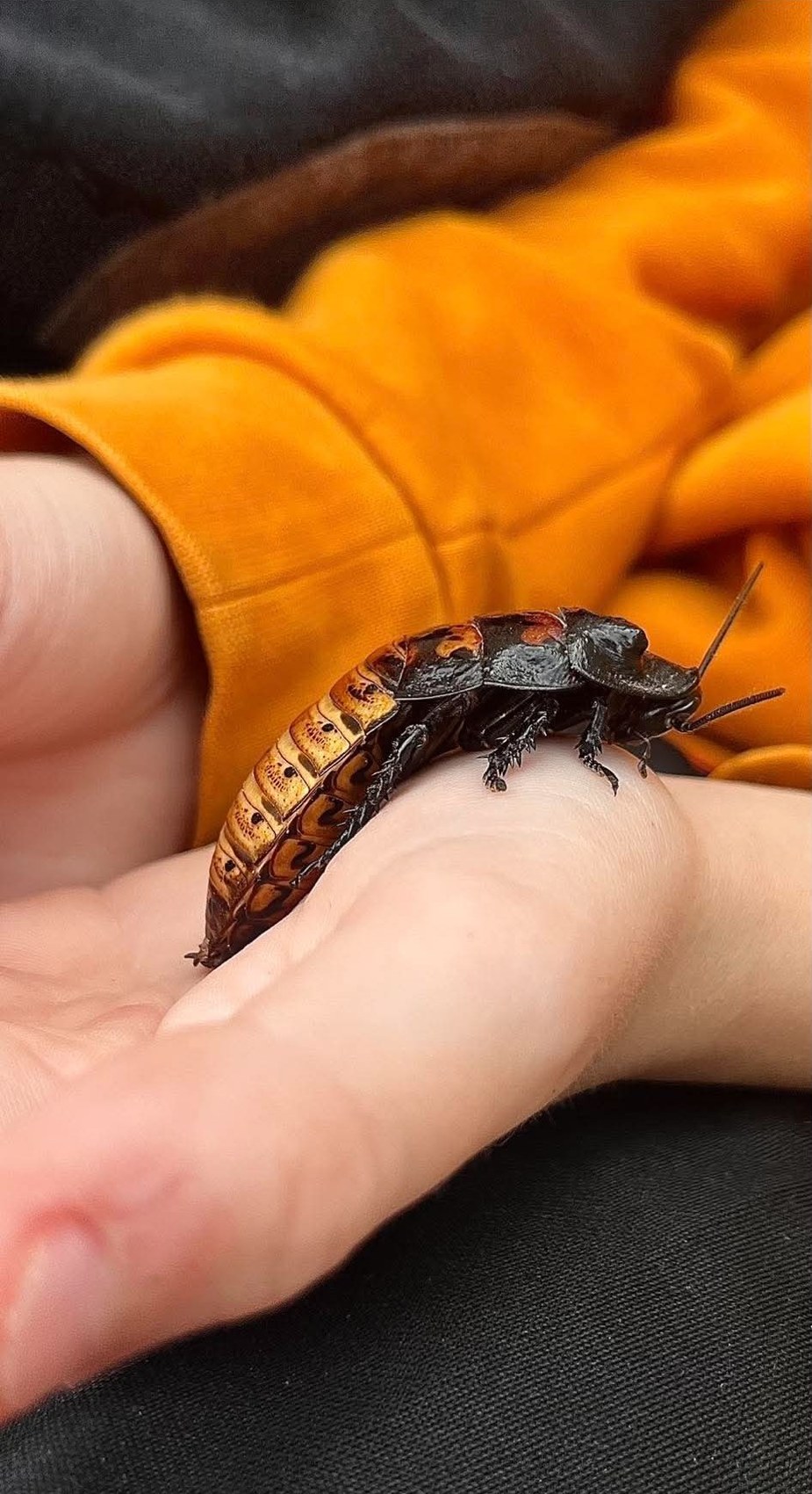 A Madagascan hissing cockroach on a person's hand